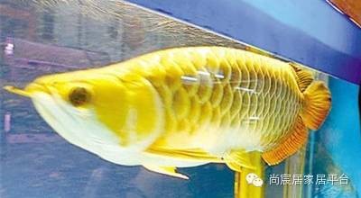 龍魚怎么混養成功