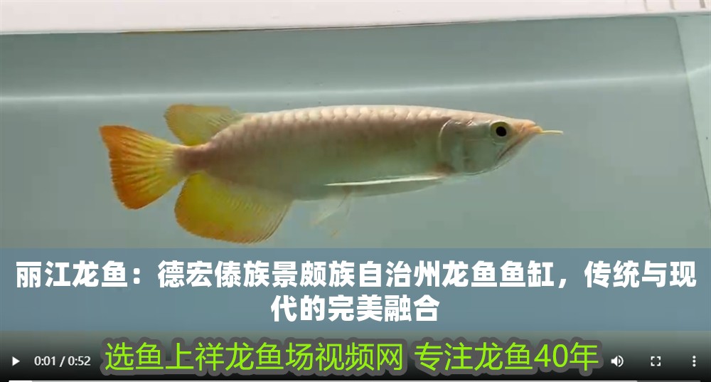 麗江龍魚：德宏傣族景頗族自治州龍魚魚缸，傳統與現代的完美融合