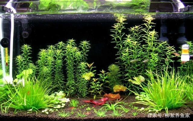 邢臺哪里有賣魚缸的地方呀：邢臺哪里有賣魚缸的地方