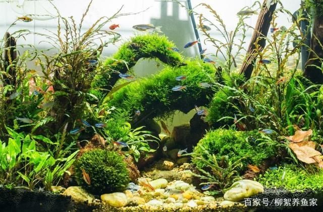 邢臺哪里有賣魚缸的地方呀：邢臺哪里有賣魚缸的地方
