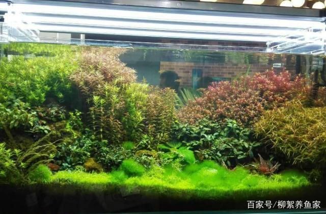 邢臺(tái)哪里有賣(mài)魚(yú)缸的地方呀：邢臺(tái)哪里有賣(mài)魚(yú)缸的地方