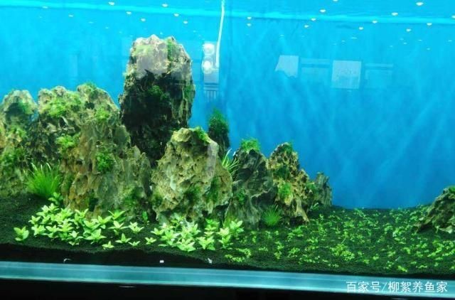 邢臺(tái)哪里有賣(mài)魚(yú)缸的地方呀：邢臺(tái)哪里有賣(mài)魚(yú)缸的地方