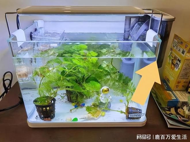 魚缸里的水渾濁最簡(jiǎn)單的處理方法沒有過濾系統(tǒng)（如何處理魚缸里的水渾濁）