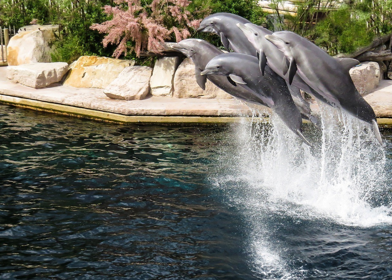 佳木斯市東風區金石水族館 （佳木斯市東風區金石水族館電話）