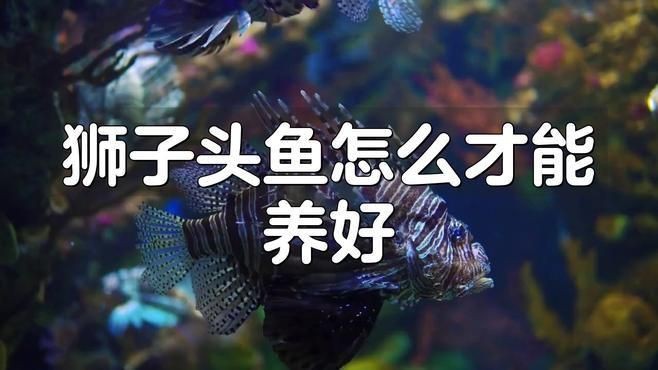紅頭獅子魚怎么養(yǎng) 龍魚論壇 第4張 紅頭獅子魚怎么養(yǎng) 紅頭獅子魚怎么養(yǎng) 龍魚論壇 第4張