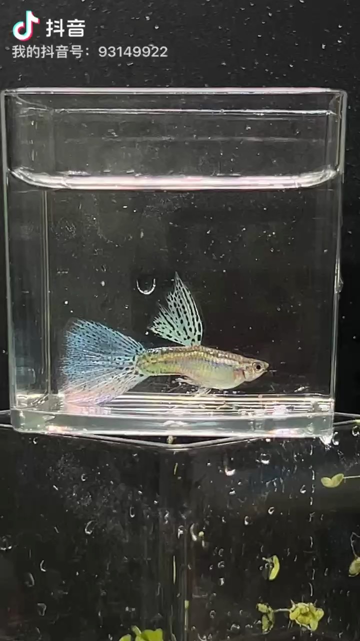 藍草
