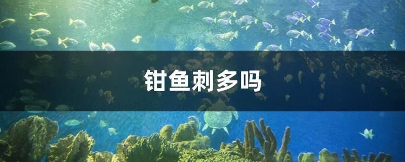 薩德斯塔紅龍魚多少錢一條