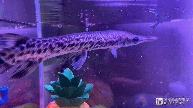 鱷魚恐龍魚