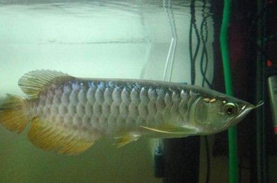 龍魚晚上開燈還是關燈比較好：龍魚晚上應該開燈嗎？