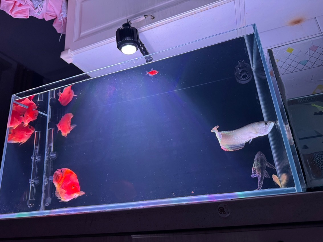 應該再加點什么魚 總打架