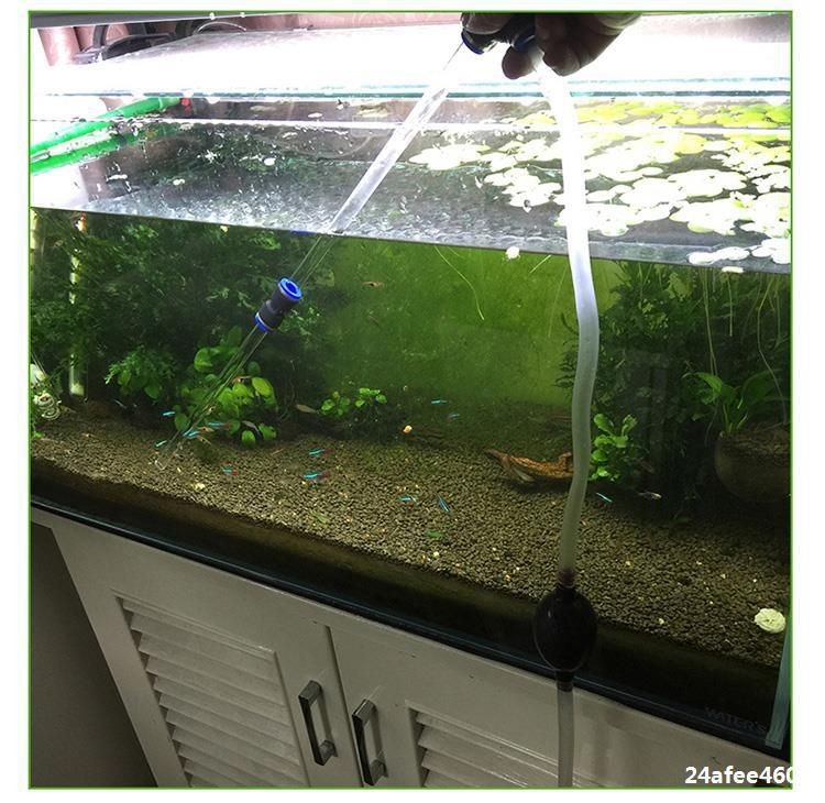 魚缸水質管理的重要性：小魚缸與大魚缸在換水頻率上的區別