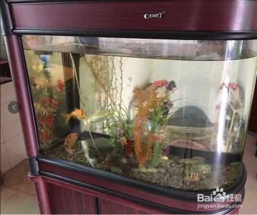 魚缸水質管理的重要性：小魚缸與大魚缸在換水頻率上的區別