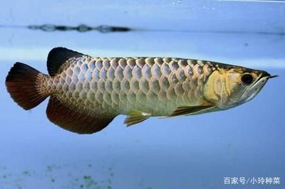 養龍魚 請龍送龍（養龍魚與請龍送龍的關系）