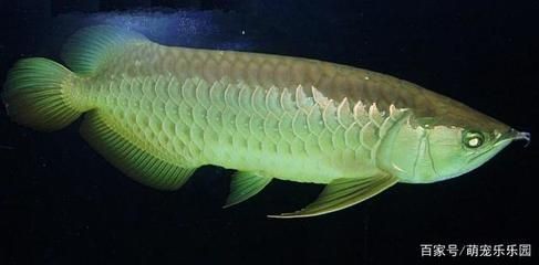 養龍魚 請龍送龍（養龍魚與請龍送龍的關系）