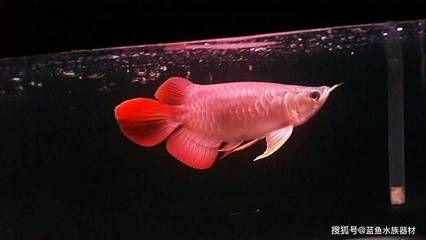 龍魚缸開缸的基本步驟和注意事項和注意事項：龍魚缸開缸基本步驟和注意事項，龍魚缸開缸的基本步驟和注意事項 龍魚缸開缸的基本步驟和注意事項和注意事項：龍魚缸開缸基本步驟和注意事項，龍魚缸開缸的基本步驟和注意事項 龍魚百科 第2張