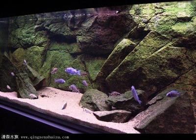 魚缸設(shè)計(jì)的藝術(shù)與科學(xué)魚缸設(shè)計(jì)的藝術(shù)與科學(xué)魚缸設(shè)計(jì)：海南魚缸定制