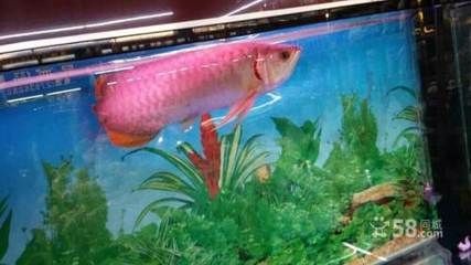深圳賣龍魚最大的市場在哪里：深圳龍華區水族市場