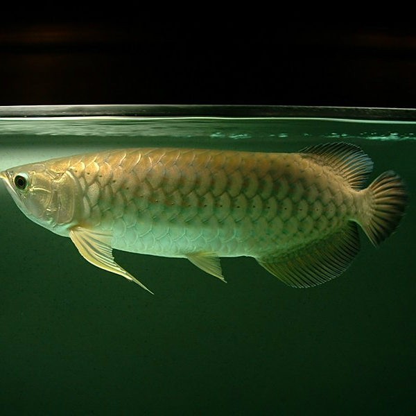 能詳細介紹一下澳洲星點龍魚嗎？