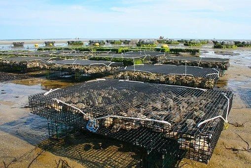 紅銀板魚價格多少錢一斤