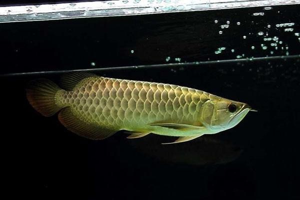 龍魚怎樣分公母圖解
