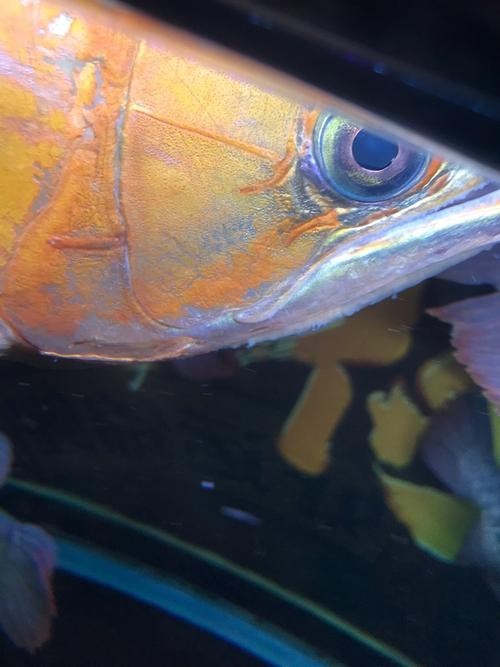 金頭過(guò)背金龍魚(yú)多久能滿(mǎn)背，《安格爾的小提琴》金頭過(guò)背金龍魚(yú)3年養(yǎng)護(hù)計(jì)劃表 金頭過(guò)背金龍魚(yú)多久能滿(mǎn)背，《安格爾的小提琴》金頭過(guò)背金龍魚(yú)3年養(yǎng)護(hù)計(jì)劃表 龍魚(yú)百科 第1張