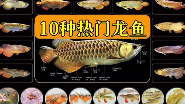 龍魚怎樣分公母圖解