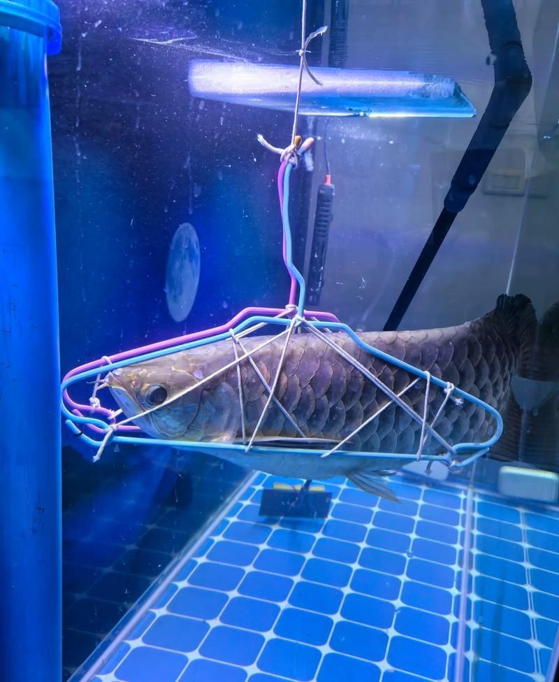 龍魚怎樣分公母圖解