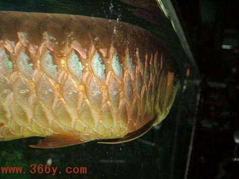 龍魚怎樣分公母圖解