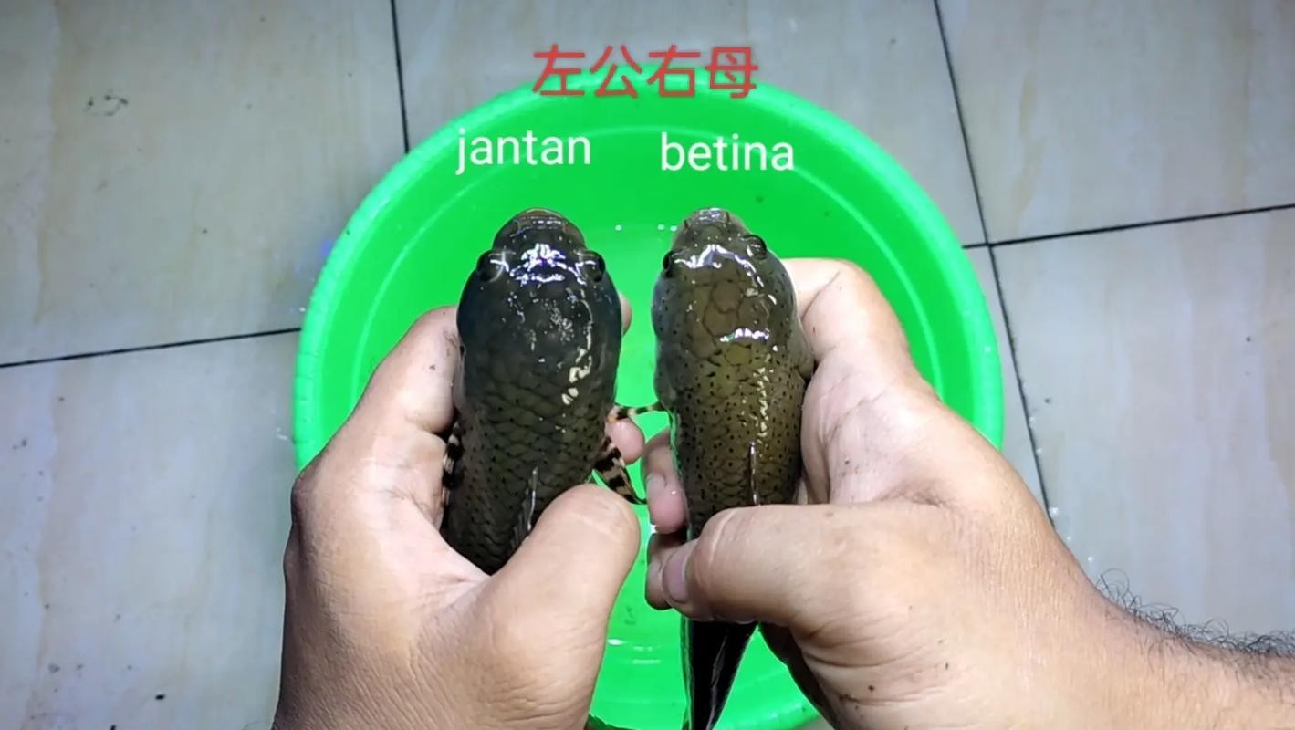 龍魚怎樣分公母圖解