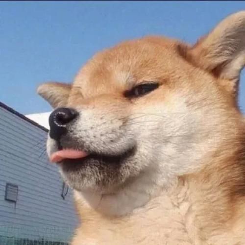 狗頭背景圖片