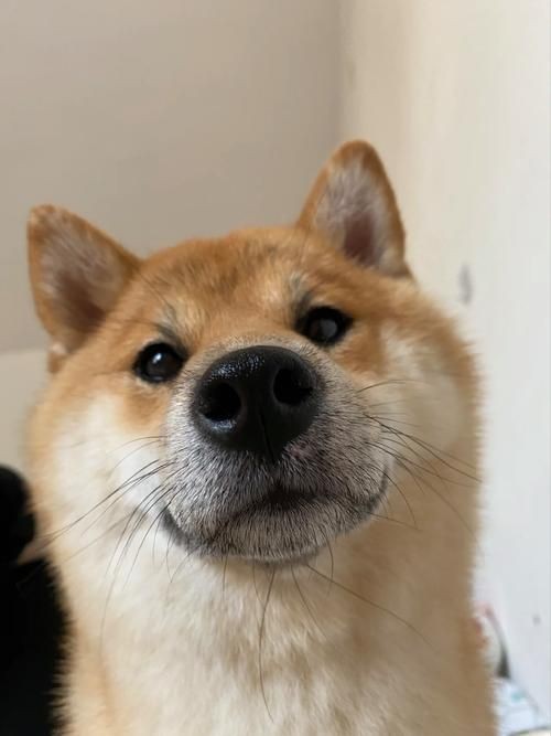 狗頭背景圖片