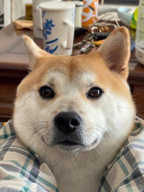 狗頭背景圖片