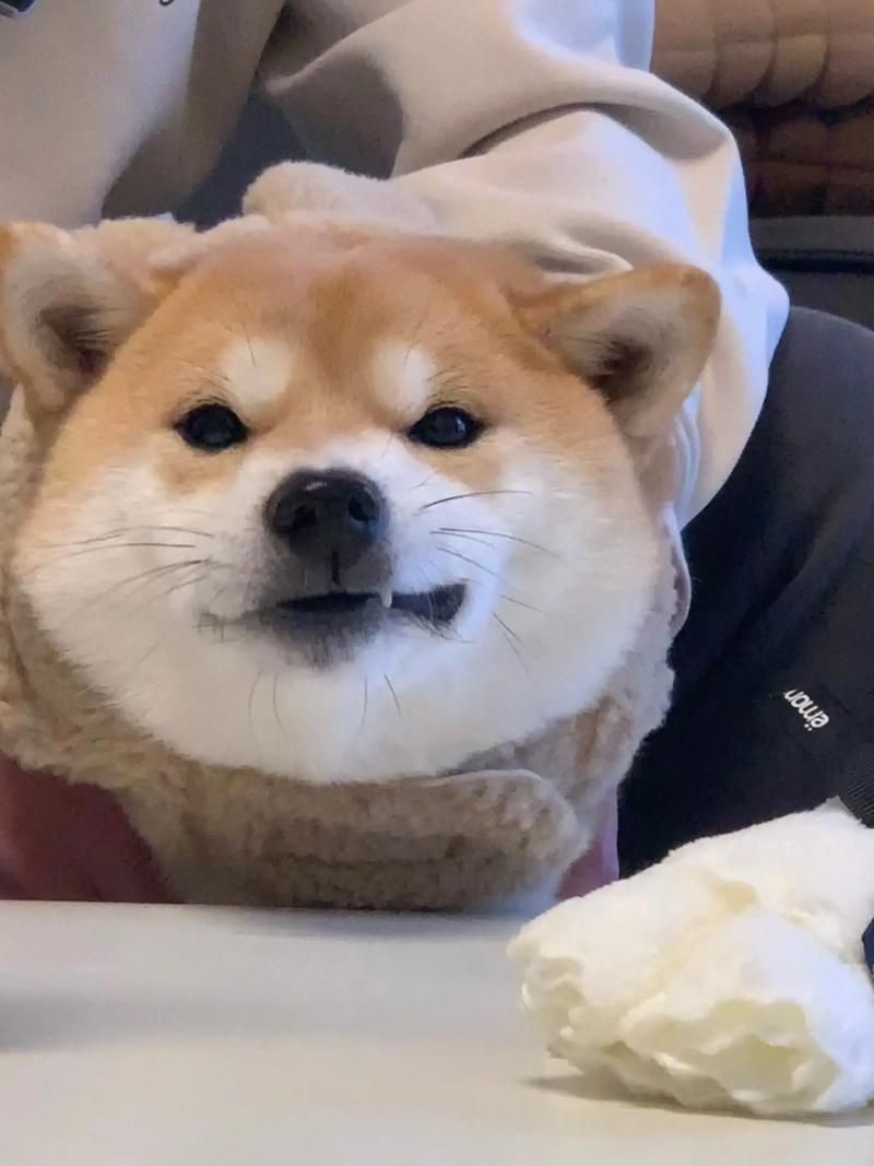 狗頭背景圖片