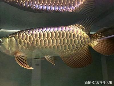 藍(lán)底金龍好還是金龍好