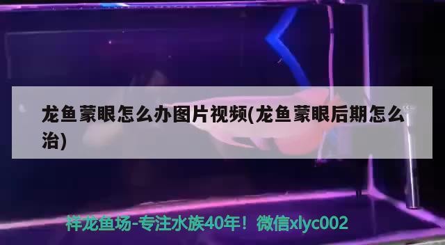 龍魚蒙眼怎么辦圖片視頻(龍魚蒙眼后期怎么治)