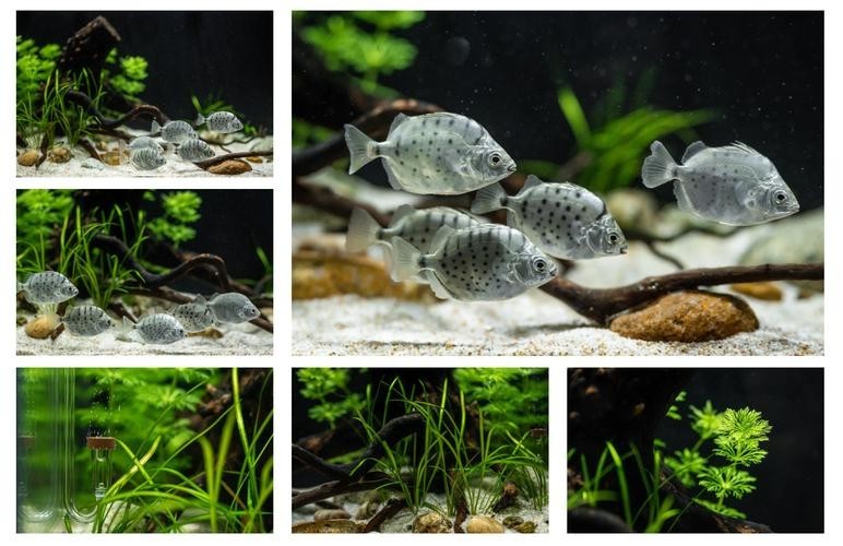 銀龍魚缸造景圖片大全集