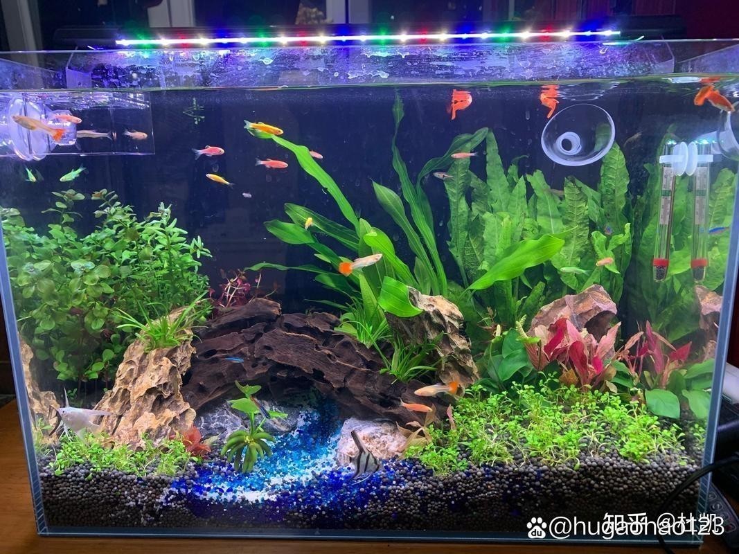 銀龍魚缸造景圖片大全集