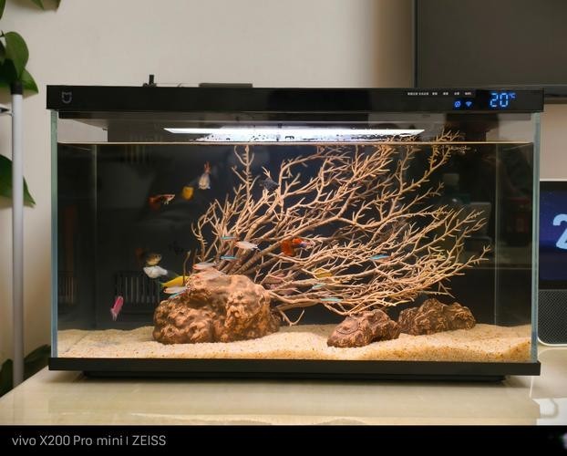 銀龍魚缸造景圖片大全集