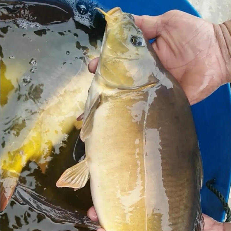四川裸斑魚是什么魚