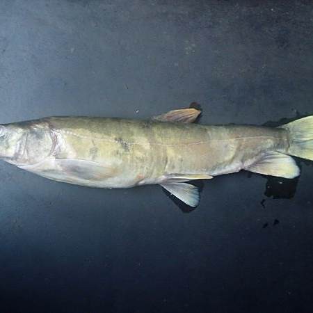 四川裸斑魚是什么魚