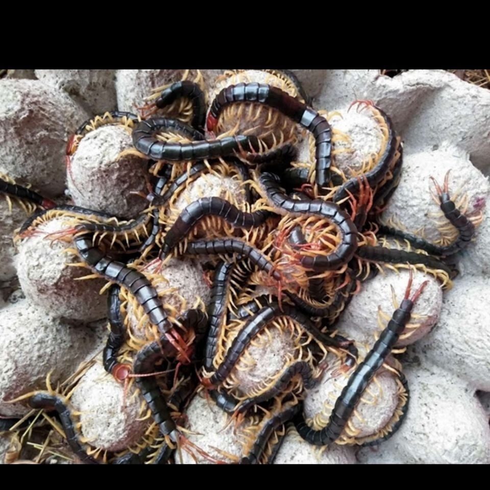 龍魚能吃蜈蚣嗎龍魚吃蜈蚣飼料正確方法親測很可以：如何讓龍魚改口吃人工飼料 龍魚能吃蜈蚣嗎龍魚吃蜈蚣飼料正確方法親測很可以：如何讓龍魚改口吃人工飼料 龍魚百科 第3張