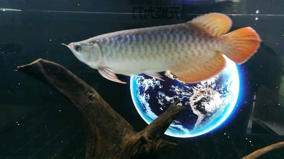 魚缸擺放風水的風水學：大同魚缸擺放風水
