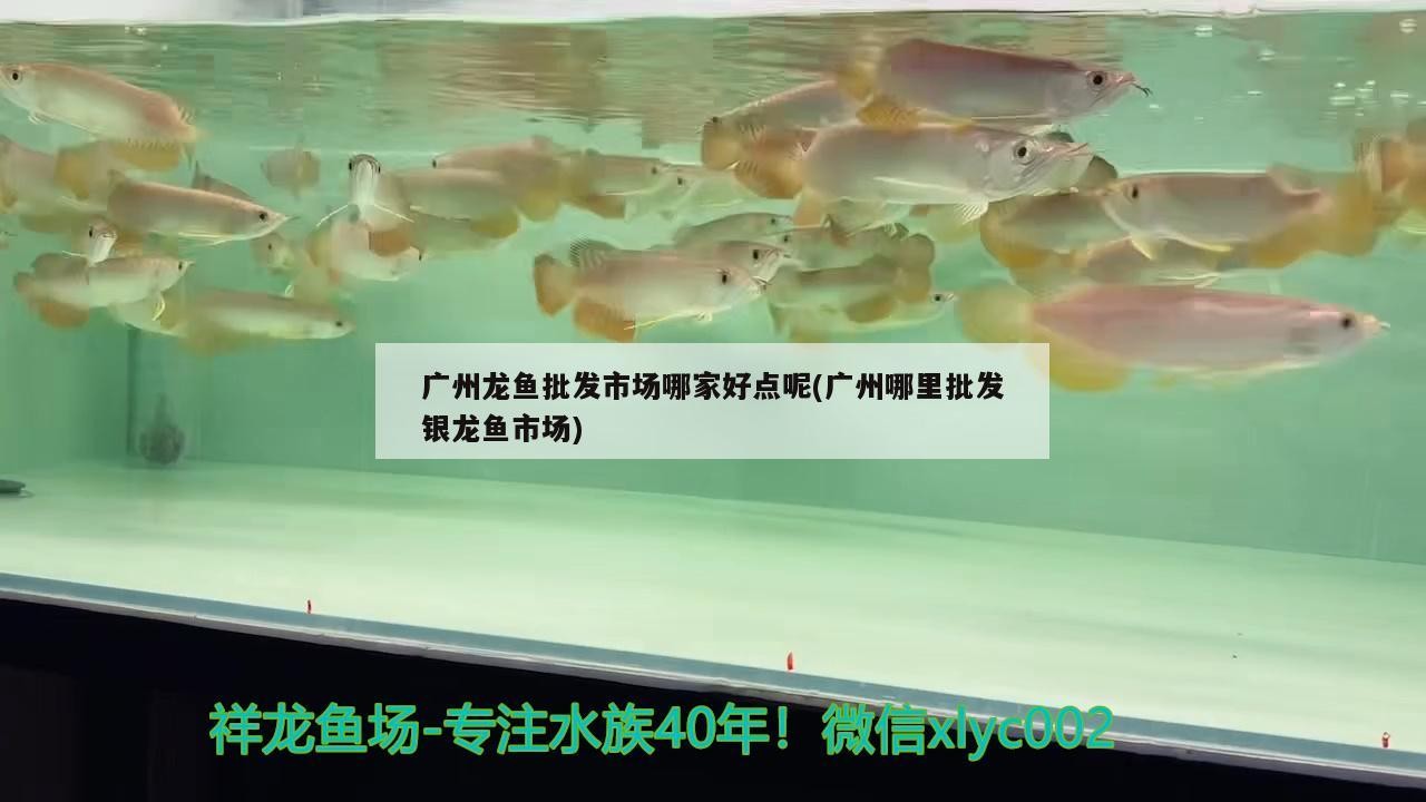 廣州市海珠區(qū)海缸魚友水族店，廣州市海珠區(qū)海缸魚友水族店地址