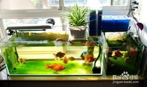 魚缸怎樣才能不長青苔（魚缸怎樣才能不長青苔,青苔的生長與光照密切相關）