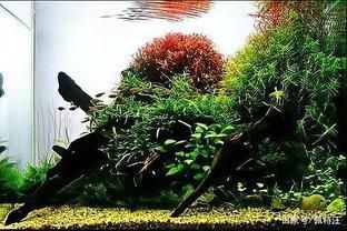 魚缸怎樣才能不長青苔（魚缸怎樣才能不長青苔,青苔的生長與光照密切相關）