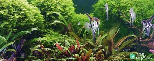 魚(yú)缸怎樣才能不長(zhǎng)青苔（魚(yú)缸怎樣才能不長(zhǎng)青苔,青苔的生長(zhǎng)與光照密切相關(guān)）