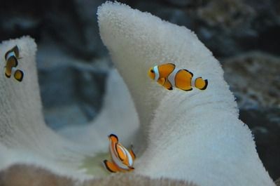 魚缸起白色絮狀：如何預防魚缸蛋白蟲
