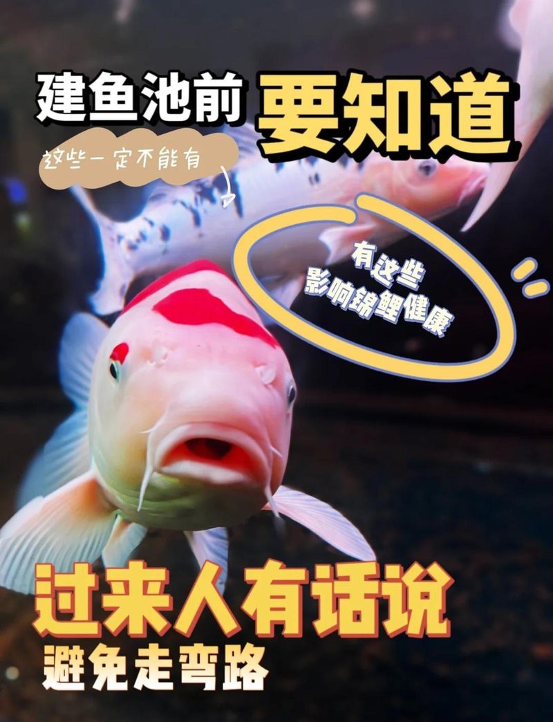 龍魚缸景物最忌三種東西