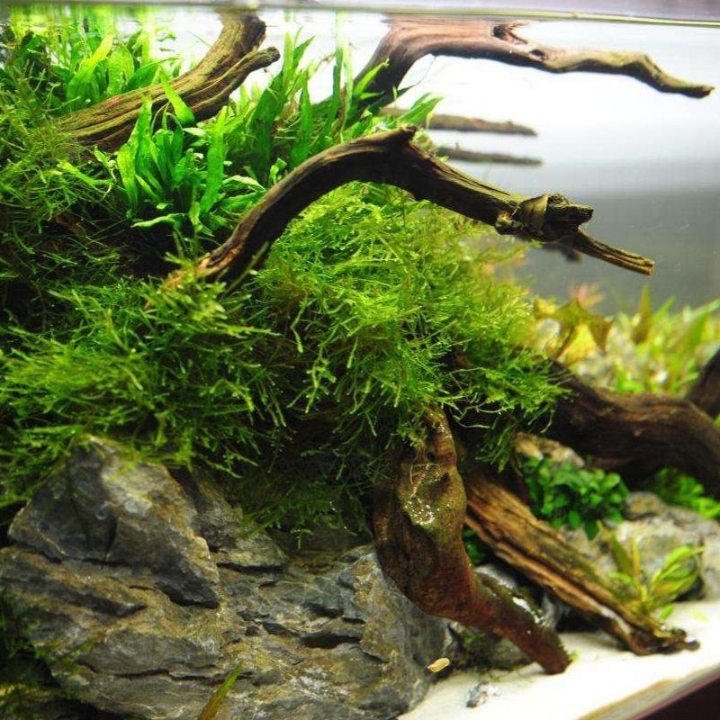 什么木頭適合做魚缸造景：魚缸造景之木頭的選擇