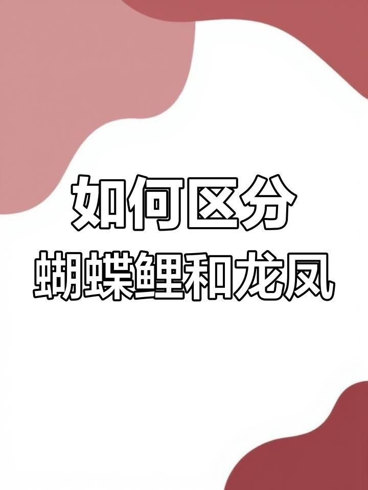 蝴蝶鯉和龍鳳怎么辨別